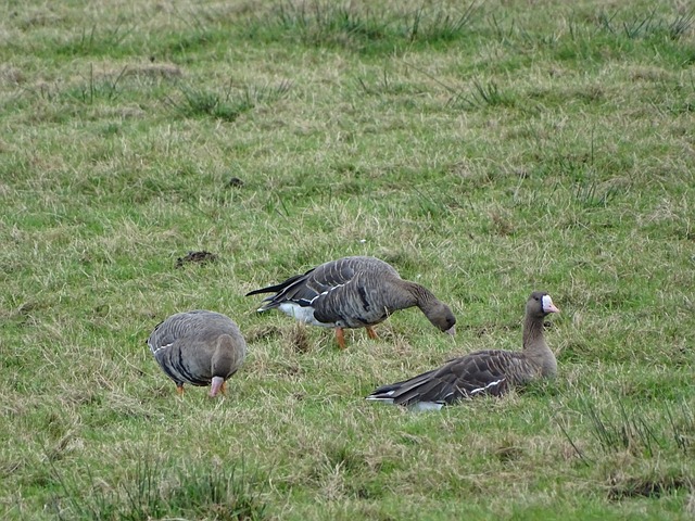 森林狼的表 森林狼的表